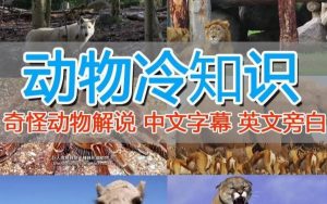 外面卖1699的国外纪录片解说(动物解说、美食、动画片)稳过中视频-网赚36计